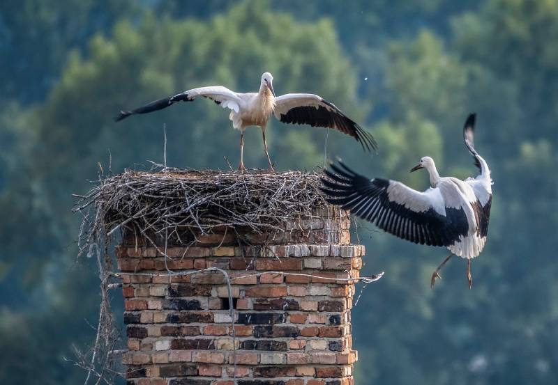 The Homeowner's Guide to Chimney Maintenance in Florida's Climate